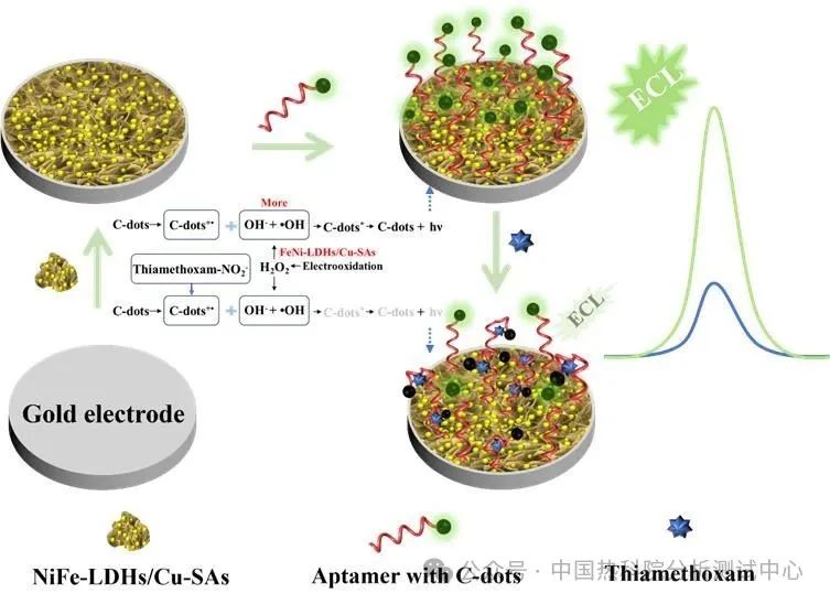 中国热科院测试中心在农药噻虫嗪的生物传感检测技术研究方面取得新进展
